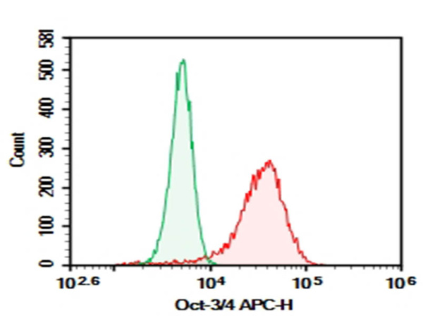 Purified Anti-Human Oct-3/4 Antibody[40/Oct-3] (AN010010P)