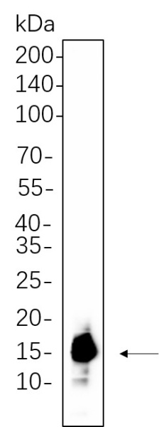 Recombinant Histone H3 (Acetyl Lys9) Monoclonal Antibody (AN300729L)