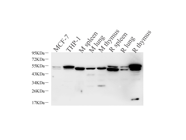 CASP1 Polyclonal Antibody (E-AB-70300)