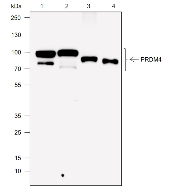Recombinant PRDM4/PFM1 Monoclonal Antibody (AN302044L)
