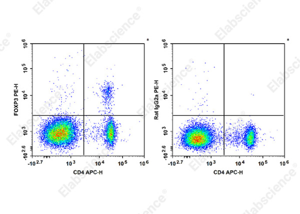 PE Anti-Mouse/Rat Foxp3 Antibody[FJK-16s] (E-AB-F1351D)