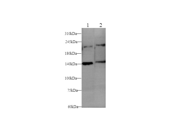 L1CAM Polyclonal Antibody (D-AB-10196L)
