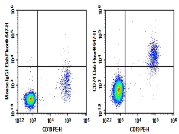 Purified Anti-Human CD74 Antibody[LL1] (E-AB-F14210P)