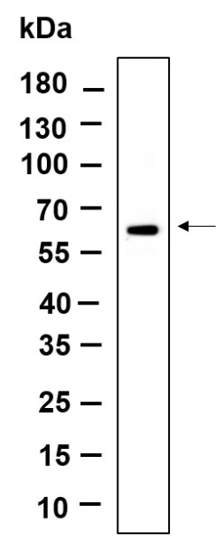 Recombinant POC5 Monoclonal Antibody (AN301214L)