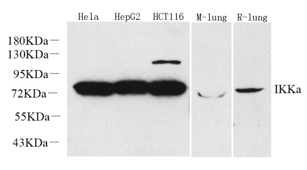 IKK alpha Polyclonal Antibody (E-AB-70150)