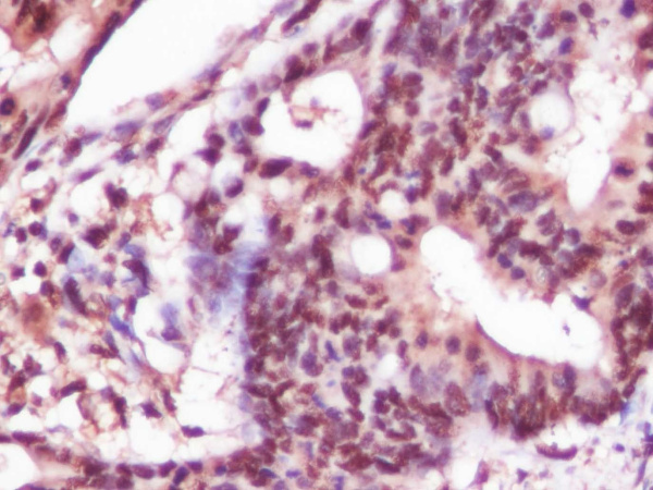 Recombinant GAPDH Monoclonal Antibody (AN004430L)