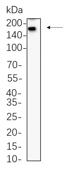 Recombinant Sall4 Monoclonal Antibody (AN300794L)