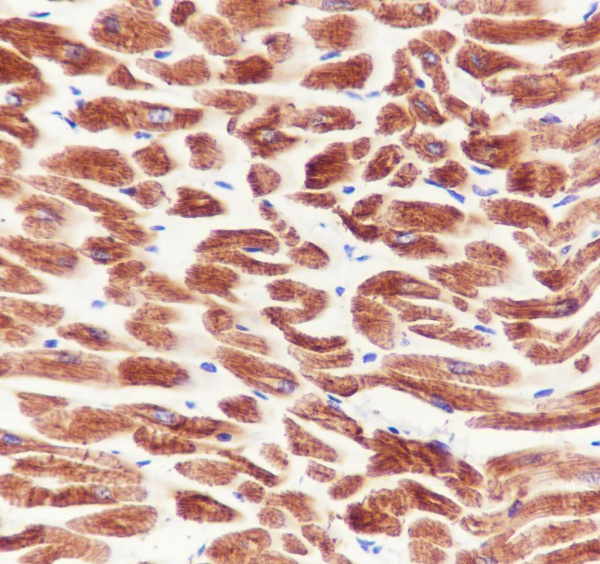Recombinant MYH7 Monoclonal Antibody (AN301987L)