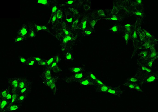 Recombinant PDGF-C Monoclonal Antibody (AN300312P)