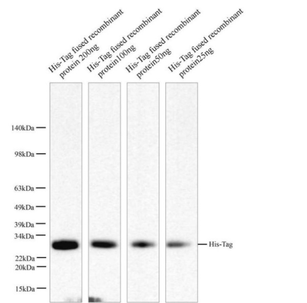 His-Tag Polyclonal Antibody (E-AB-40506)