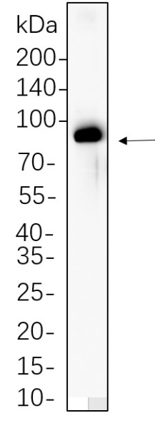 Recombinant Phospho-Raf-B (Thr401) Monoclonal Antibody (AN300708L)