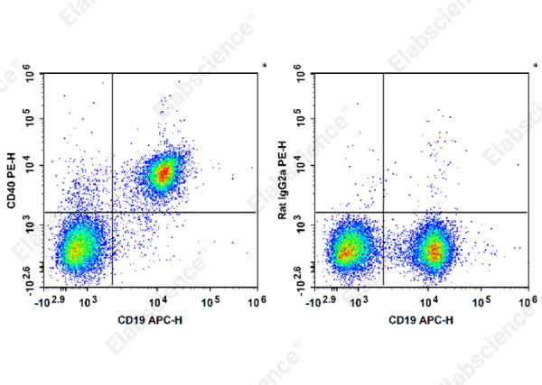 PE Anti-Mouse CD40 Antibody[FGK4.5/FGK45] (E-AB-F1028D)