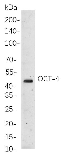 Recombinant Oct-4 Monoclonal Antibody (AN300895L)