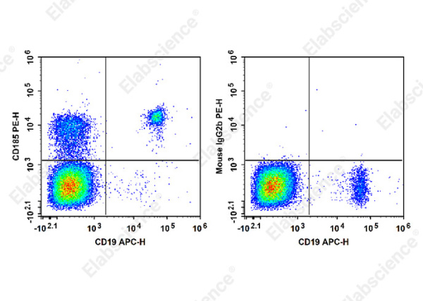 PE Anti-Human CD185 Antibody[MU5UBEE] (E-AB-F1416D)