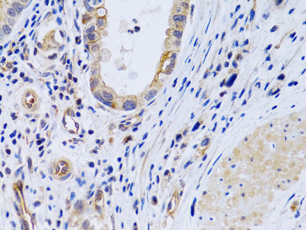 PTGIR Polyclonal Antibody (E-AB-60476)
