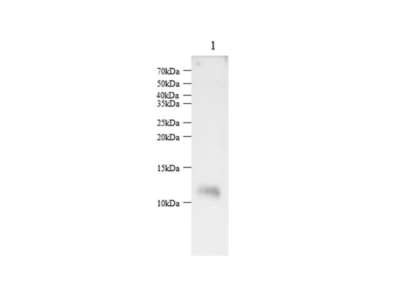 S100A1 Polyclonal Antibody (AN006750L)