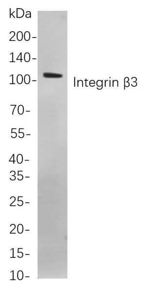 Recombinant Integrin β3 Monoclonal Antibody (AN300876L)