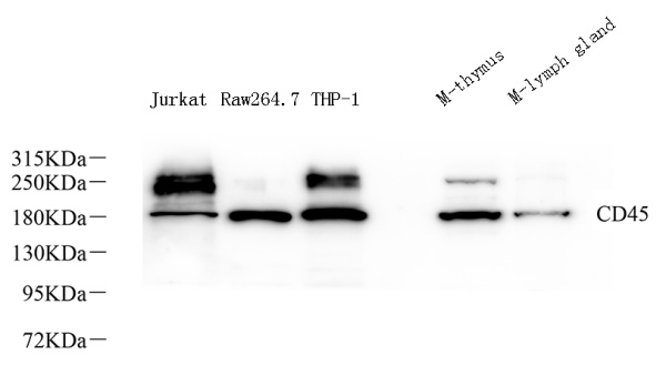 CD45 Polyclonal Antibody (E-AB-70378)