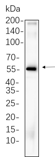 Recombinant Cdc25C Monoclonal Antibody (AN300697L)