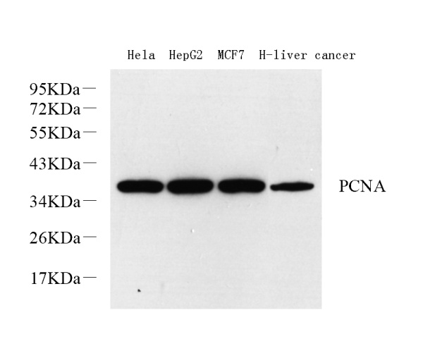 PCNA Polyclonal Antibody (E-AB-70285)
