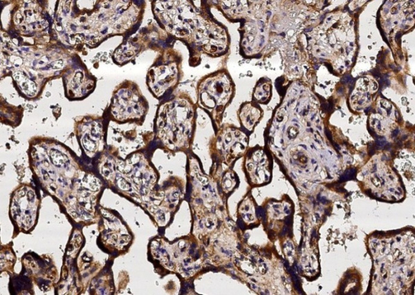 Recombinant Neuropilin-1/NRP1/CD304 Monoclonal Antibody (AN300099P)