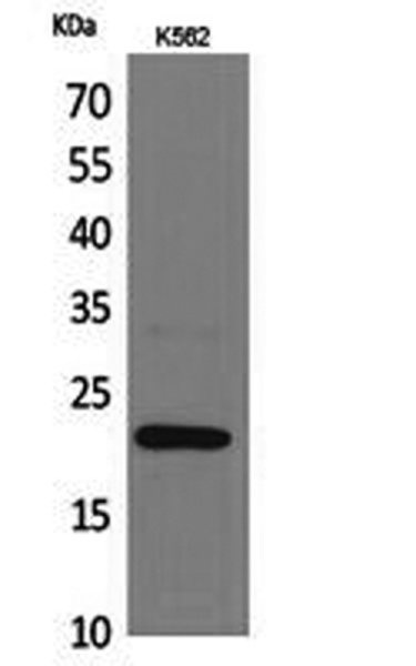 IL6 Polyclonal Antibody (E-AB-30095)