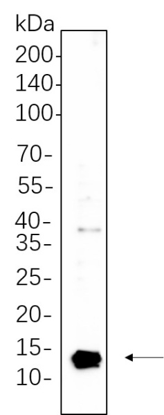 Recombinant Parvalbumin Monoclonal Antibody (AN301345L)