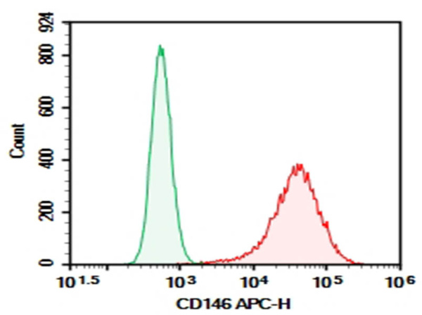 Purified Anti-Human CD146 Antibody[P1H12] (AN003230P)