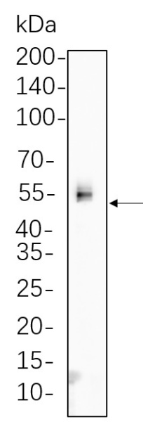 Recombinant Phospho-Chk1 (Ser345) Monoclonal Antibody (AN301324L)