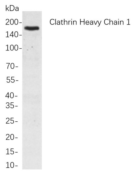 Recombinant Clathrin Heavy Chain Monoclonal Antibody (AN301046L)