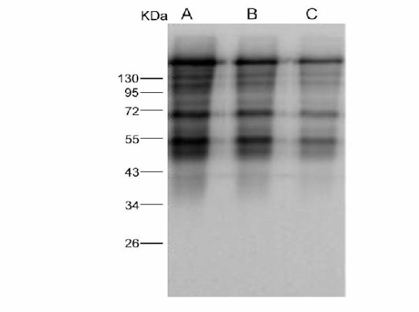 Anti-MERS-CoV Spike Polyclonal Antibody (E-AB-V1293)