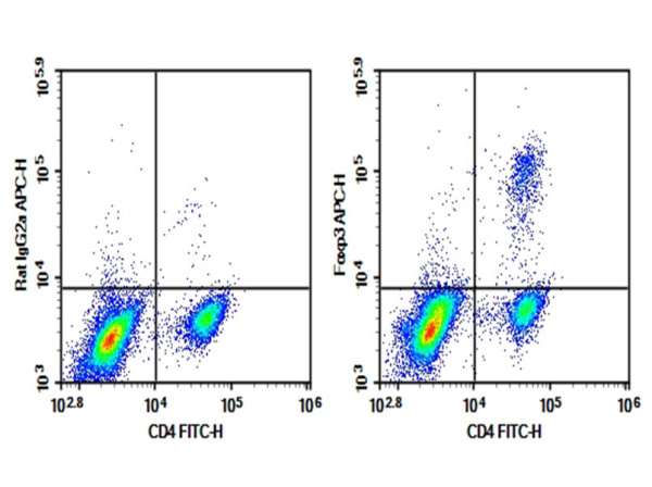 Purified Anti-Mouse Foxp3 Antibody[FJK-16s] (E-AB-F1351A)