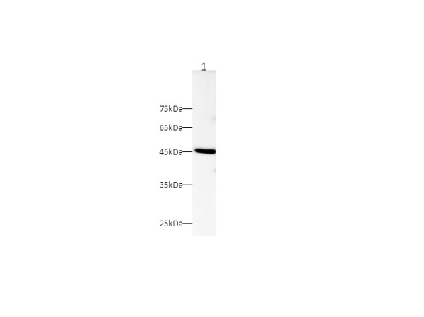 ERK 1/2 Polyclonal Antibody (D-AB-10257L)