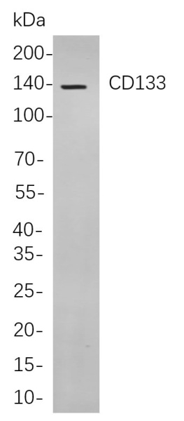 Recombinant CD133 Monoclonal Antibody (AN301089L)