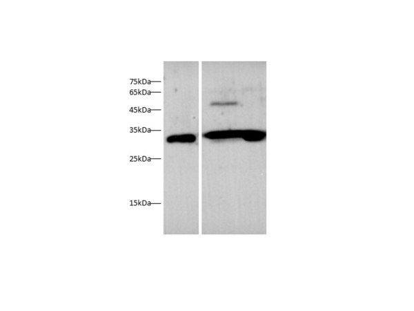 EPO Polyclonal Antibody (D-AB-10439L)