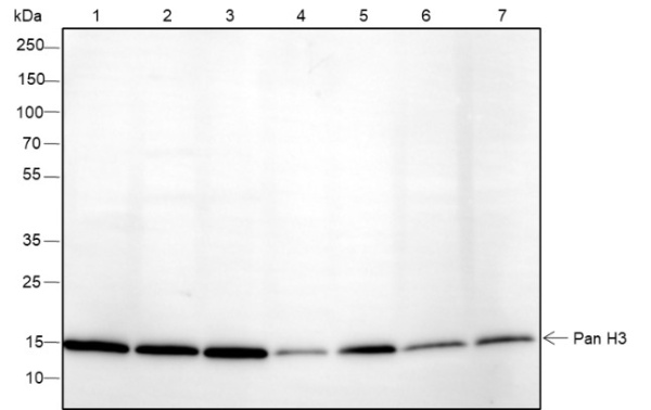 Recombinant Histone H3 (NT) Monoclonal Antibody (AN301549L)