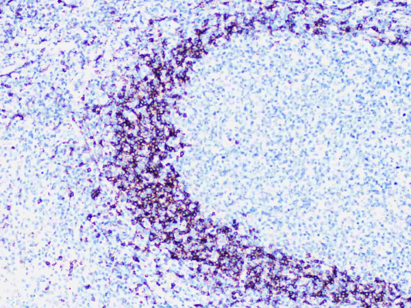 IgD Monoclonal Antibody (ELAB6965-R)