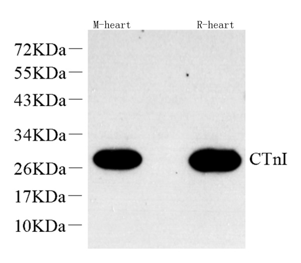TNNI3 Polyclonal Antibody (E-AB-70275)