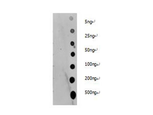 Pan Acetyl-Lysine Polyclonal Antibody (E-AB-40531)