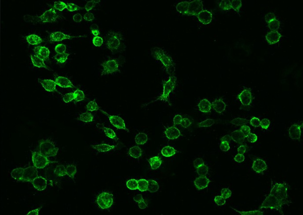 Recombinant ICAM-1/CD54 Monoclonal Antibody (AN300519P)