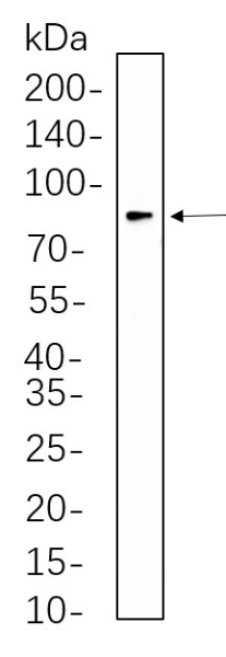 Recombinant eIF4B Monoclonal Antibody (AN300643L)