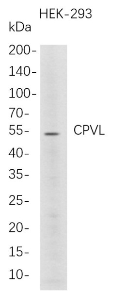 Recombinant CPVL Monoclonal Antibody (AN300785L)