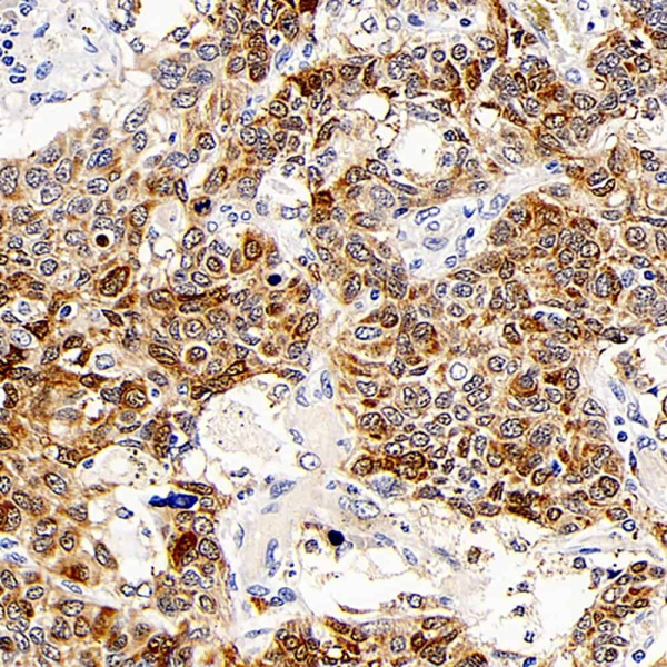 CD107b Polyclonal Antibody (E-AB-70198)