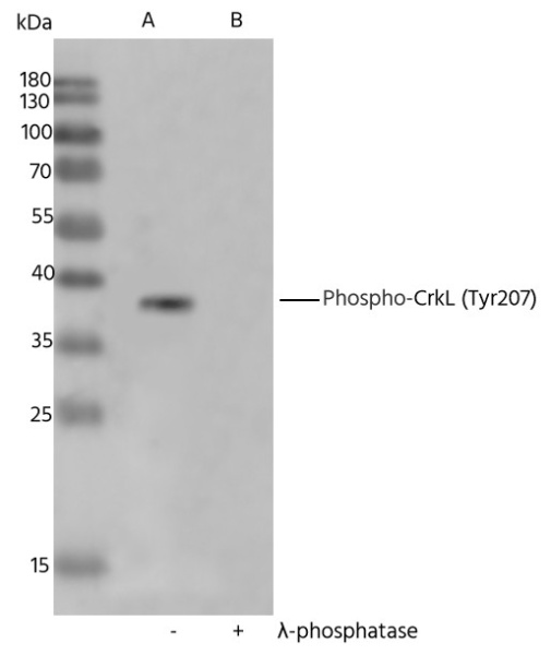 Recombinant Phospho-CrkL (Tyr207) Monoclonal Antibody (AN300157L)