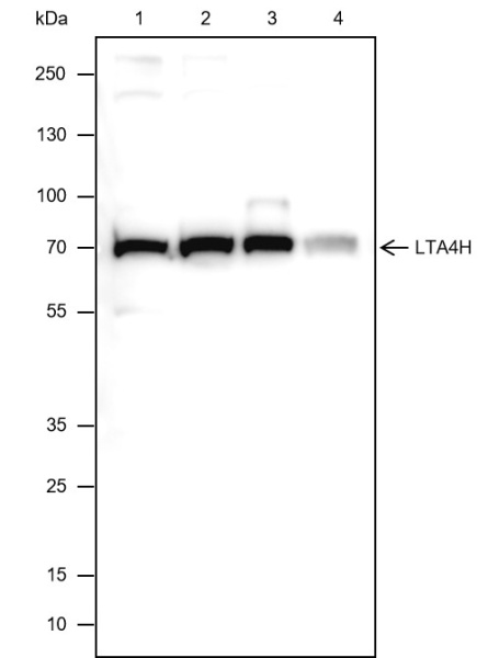 Recombinant LTA4H Monoclonal Antibody (AN301589L)