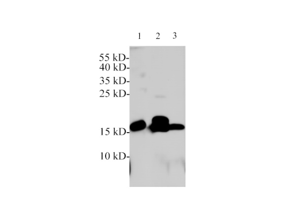 Neurotensin Polyclonal Antibody (E-AB-40595)