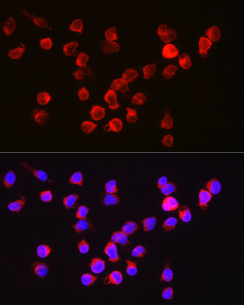 BCL2A1 Polyclonal Antibody (E-AB-90007)