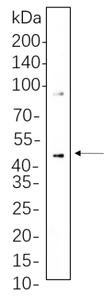 Recombinant Phospho-MEK1/2 (Ser217/221) Monoclonal Antibody (AN301328L)