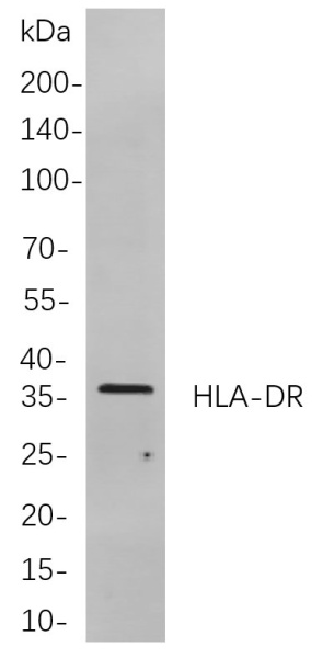 Recombinant HLA-DR Monoclonal Antibody (AN300950L)