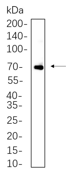 Recombinant ZAP-70 Monoclonal Antibody (AN300642L)
